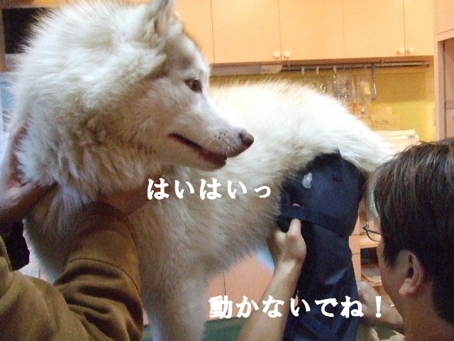 e0121548_21254191.jpg