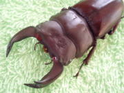 c0150582_16311977.jpg