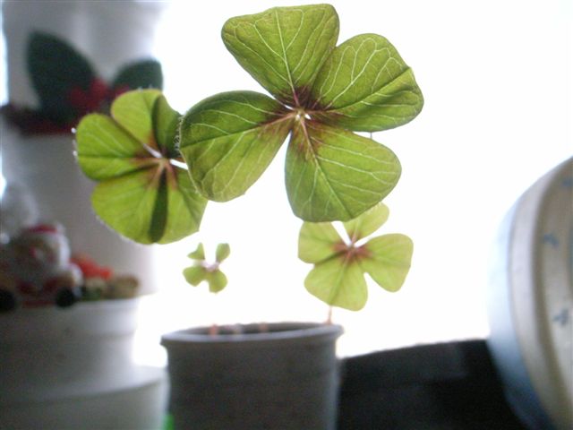 c0056315_1443535.jpg