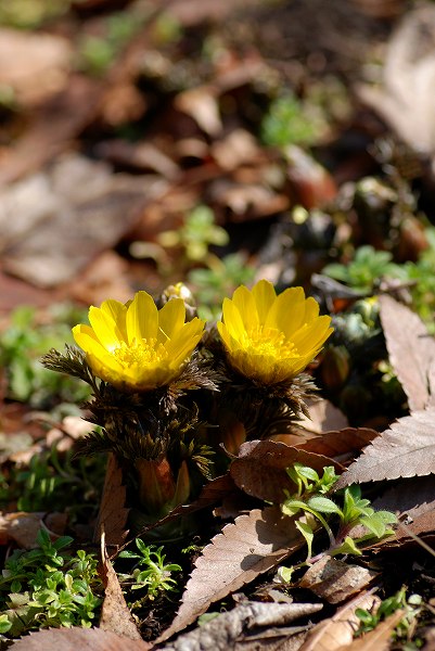 c0027027_2173156.jpg