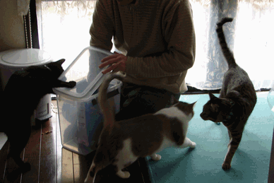 c0136736_19293973.gif