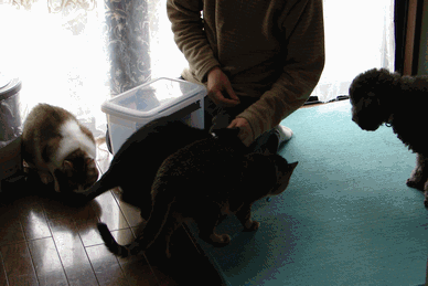 c0136736_19361536.gif