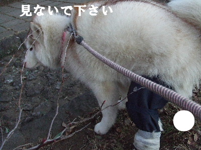 e0121548_20534075.jpg