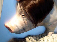 f0099367_16241839.jpg
