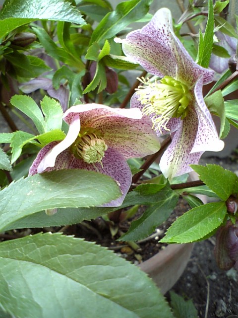 c0124776_635470.jpg