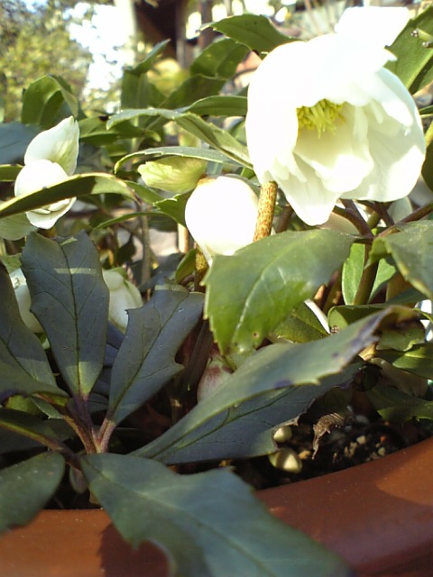 c0124776_642178.jpg