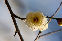 b0073782_17275515.jpg