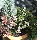 c0124790_19113762.jpg