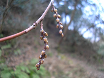 e0083097_0332643.jpg