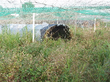 e0071811_229780.jpg
