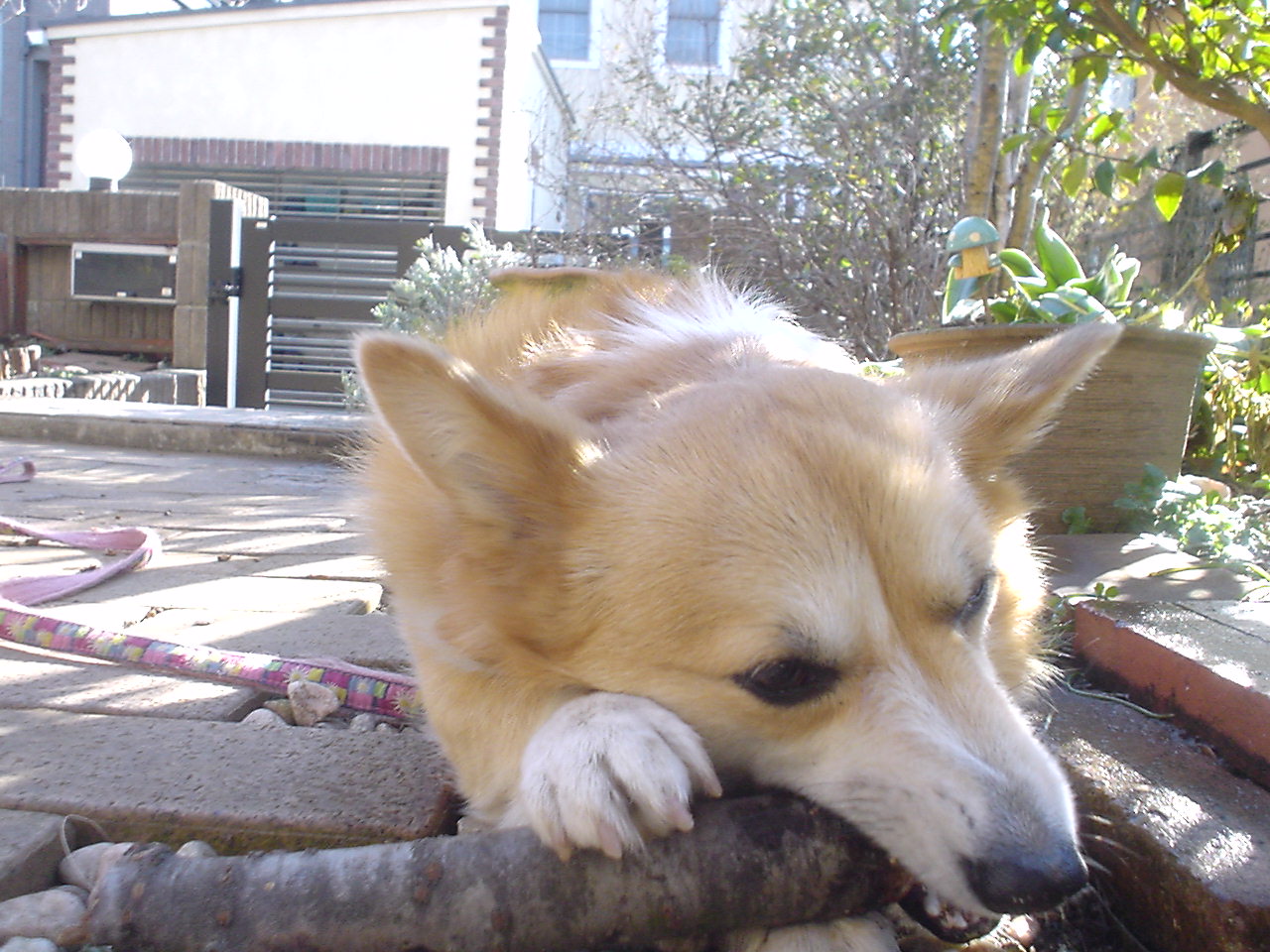 c0150520_2146087.jpg