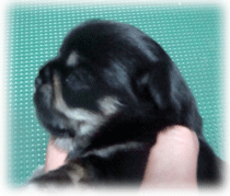 b0078030_1211883.gif