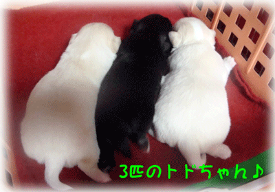 b0078030_122477.gif