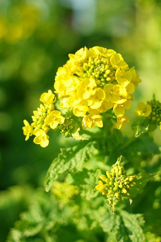 c0083439_204820100.jpg