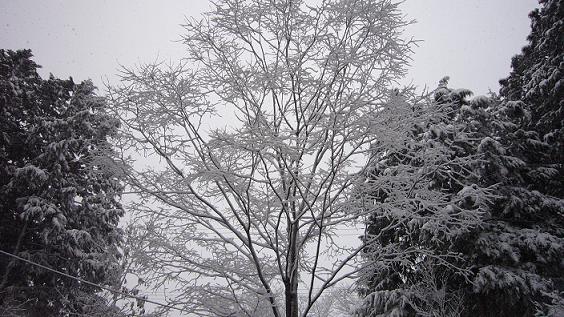 d0053940_151927100.jpg