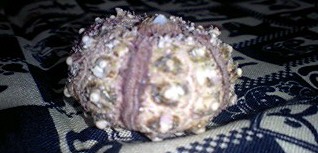 c0120316_11214043.jpg
