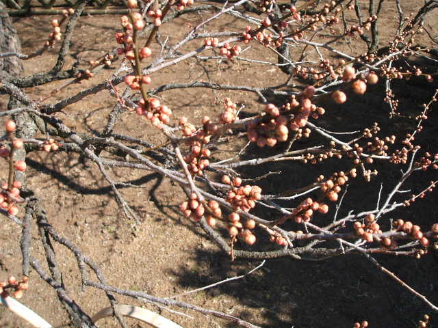 b0052523_725790.jpg