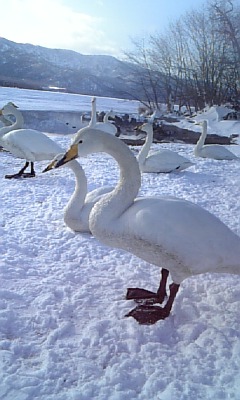 c0099229_1648112.jpg