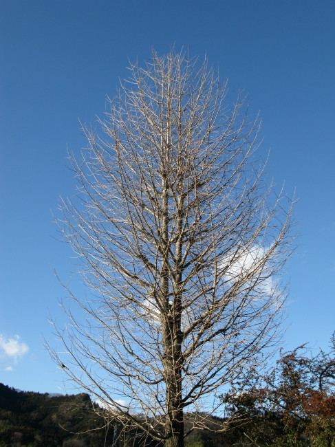 f0017530_18125212.jpg