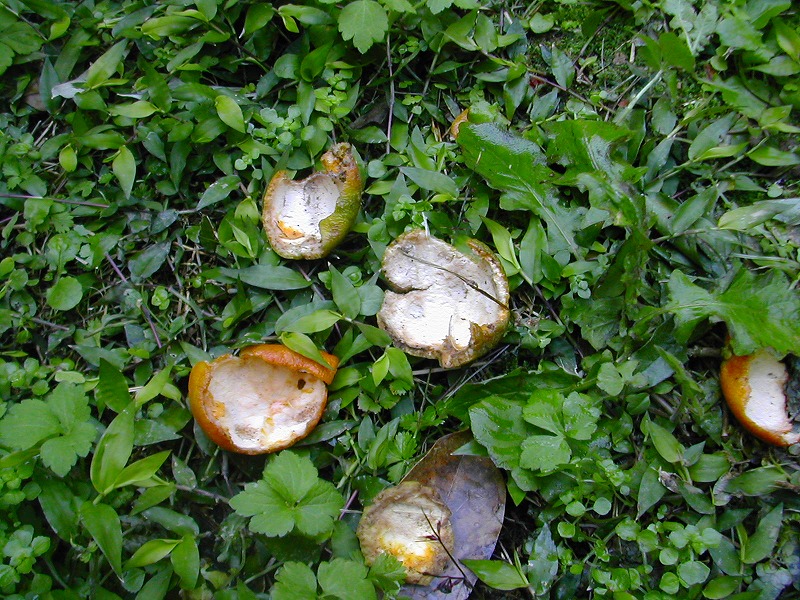 e0062635_1344178.jpg