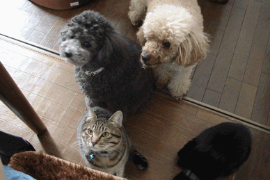 c0136736_14594265.gif