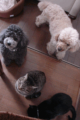 c0136736_1504278.gif