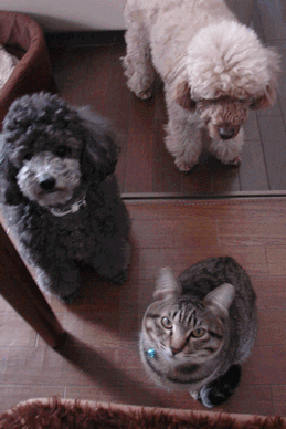 c0136736_1551670.gif