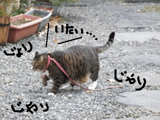b0089338_01348.gif