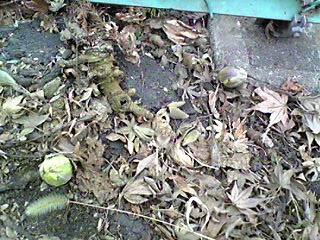 a0079878_8464015.jpg