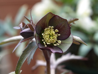 e0105760_45507.jpg