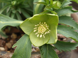 e0105760_455223.jpg