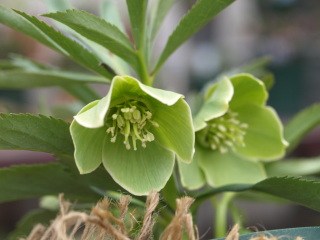 e0105760_4553048.jpg