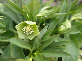 e0105760_4562056.jpg