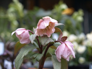 e0105760_4563230.jpg