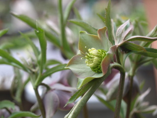 e0105760_4572650.jpg