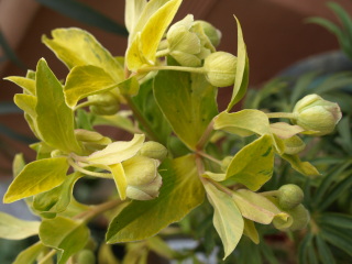 e0105760_458465.jpg