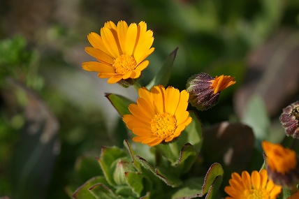 e0054067_22493781.jpg