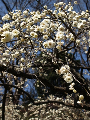 c0102268_20364962.jpg