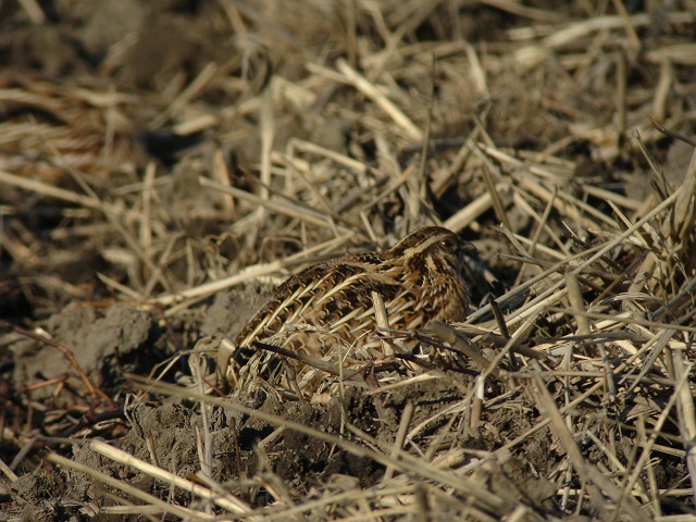 c0079001_8261742.jpg