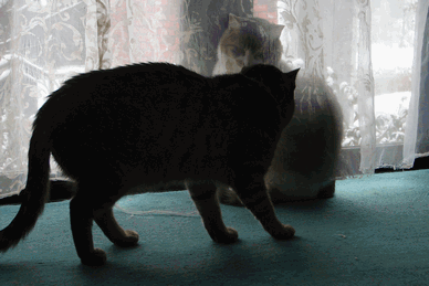 c0136736_14152720.gif