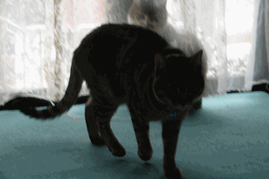 c0136736_1415519.gif