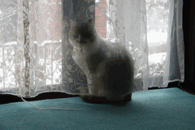 c0136736_1415912.gif