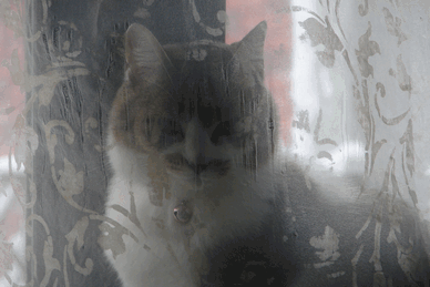 c0136736_1416628.gif