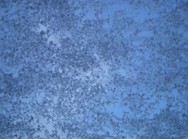 e0002850_20151577.jpg