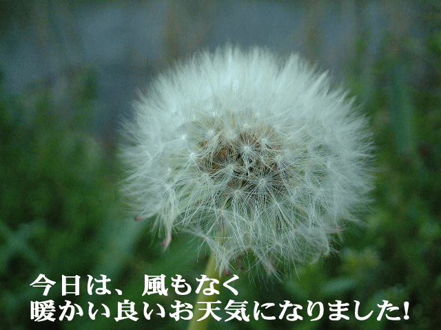 e0077875_122543.gif