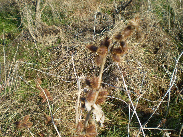 e0117976_22385278.jpg