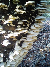 e0121192_1831542.jpg