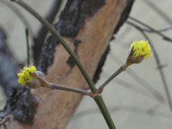 e0110940_2150440.jpg