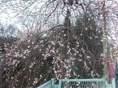 e0121548_2011207.jpg
