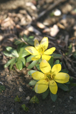 d0013149_6531643.jpg